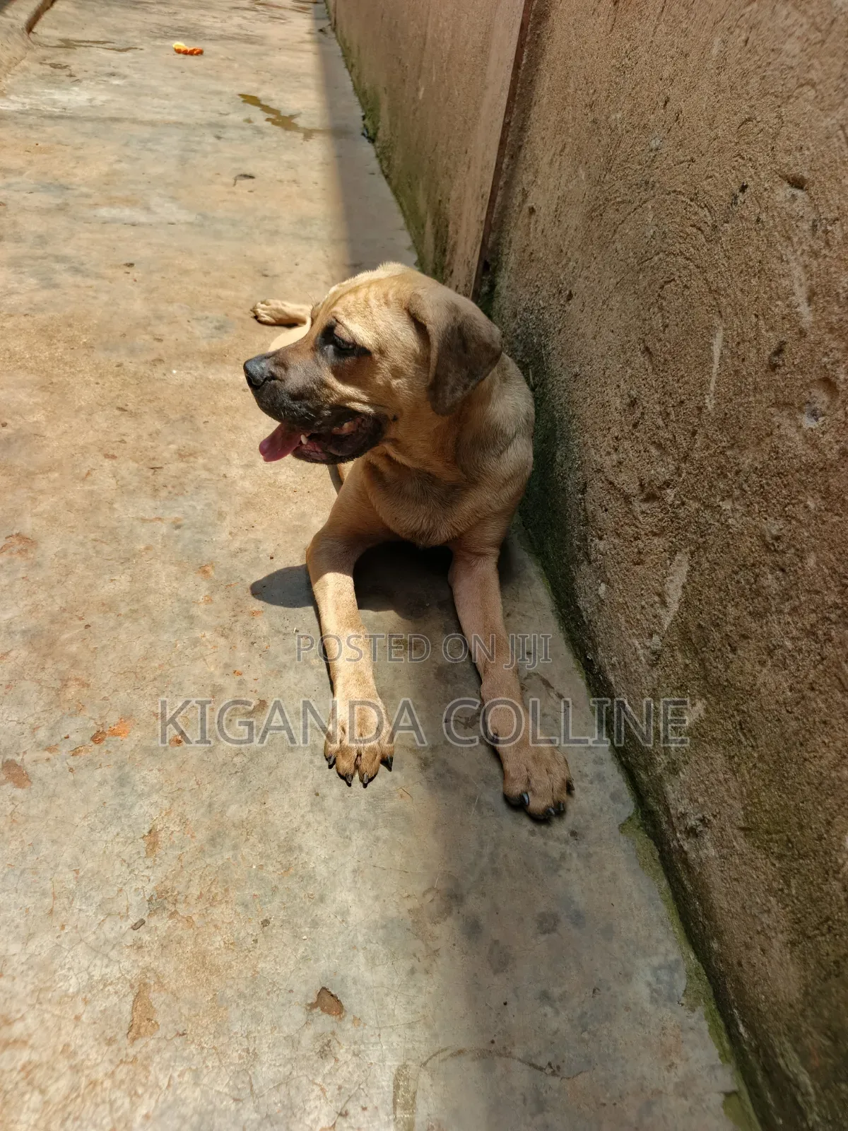 3-6 months Male Purebred Boerboel
