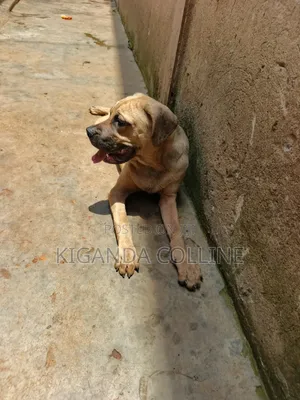 3-6 months Male Purebred Boerboel