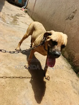 3-6 months Male Purebred Boerboel