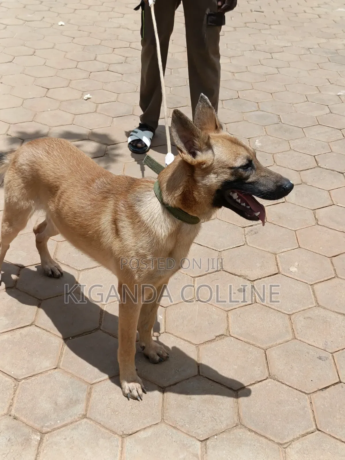 6-12 months Male Purebred Belgian Malinois