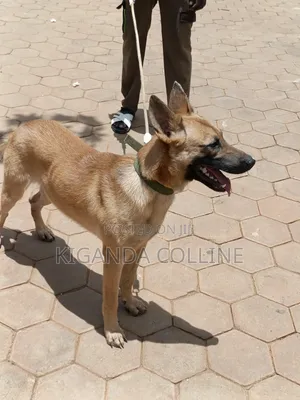 6-12 months Male Purebred Belgian Malinois