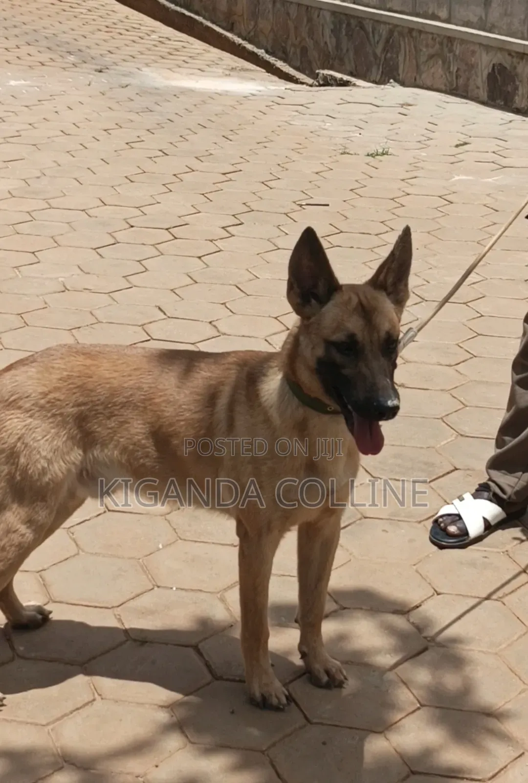 6-12 months Male Purebred Belgian Malinois