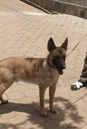 6-12 months Male Purebred Belgian Malinois