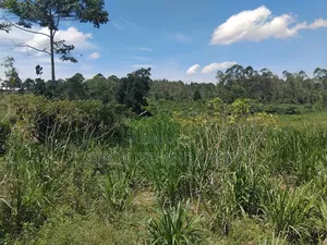 Agricultural Land.