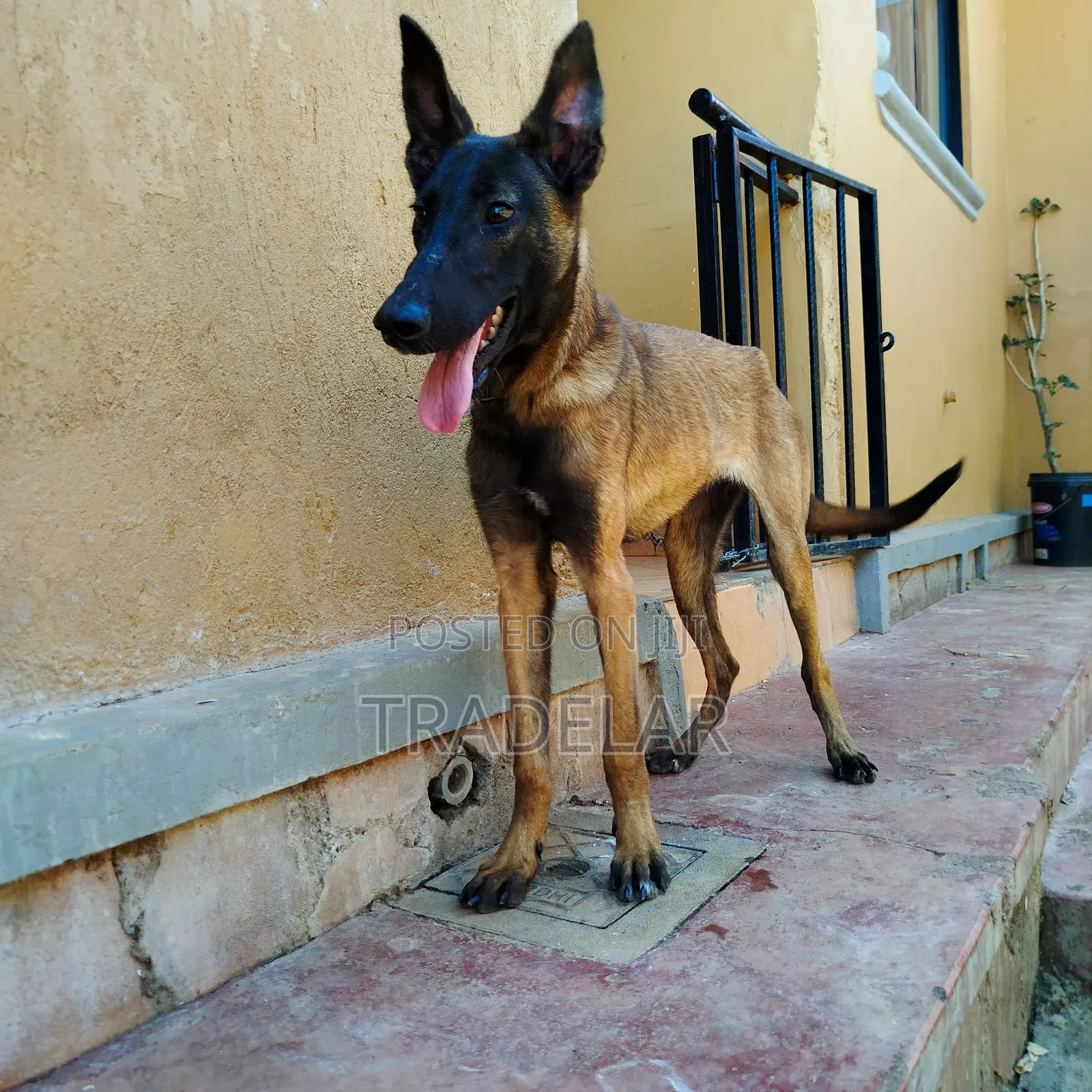 6-12 months Female Purebred Belgian Malinois