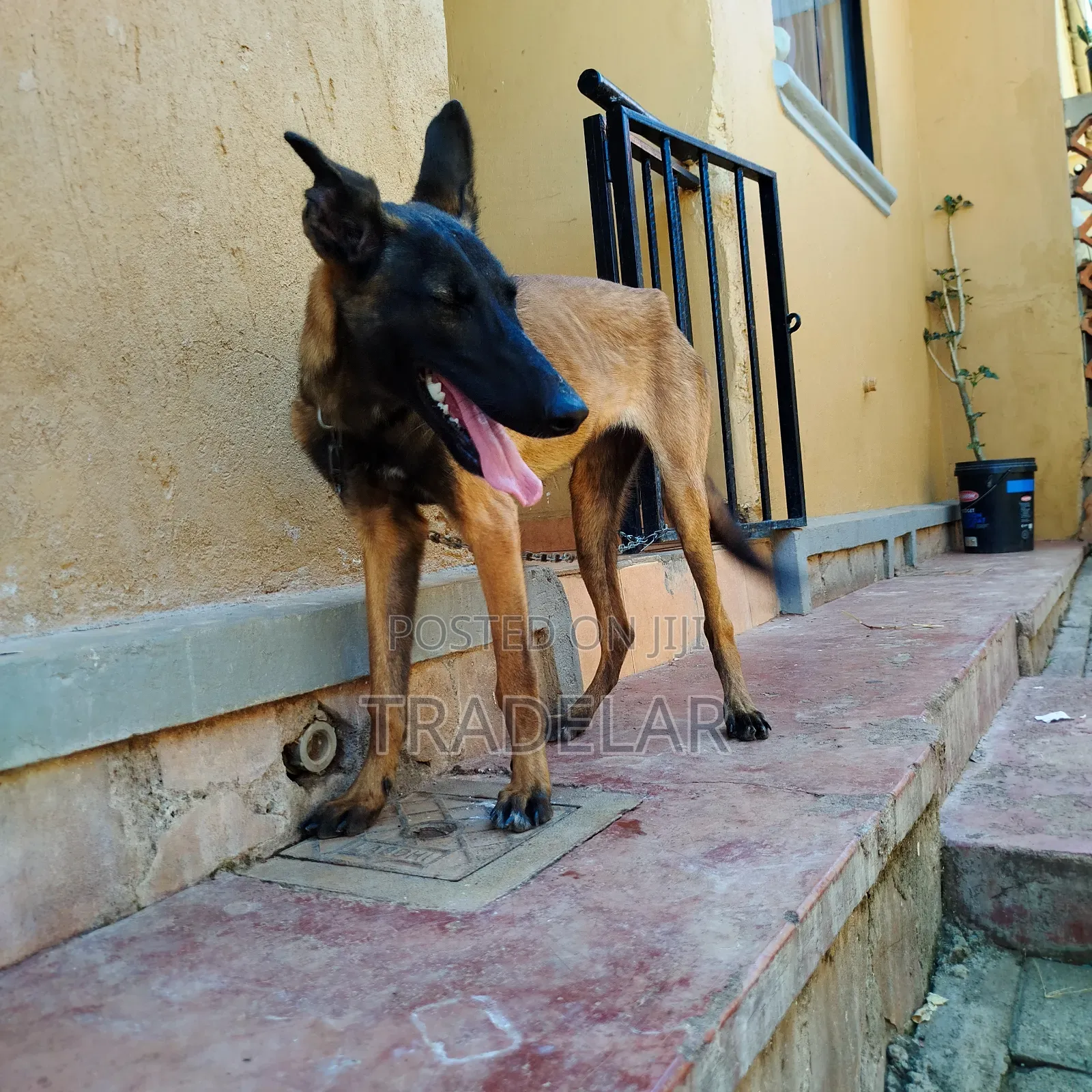 6-12 months Female Purebred Belgian Malinois