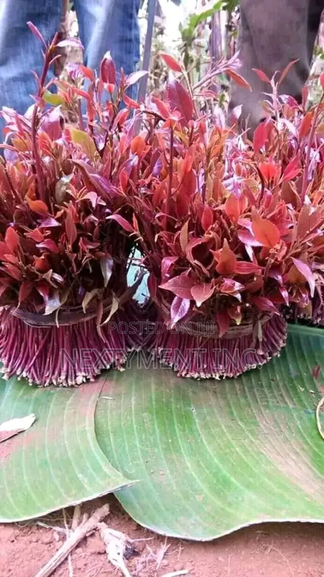 Miraa, Mayirunji, Khat, Kakoola for Sale