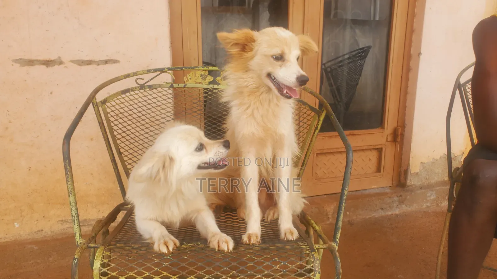 6-12 months Male Mixed Breed Japanese Spitz