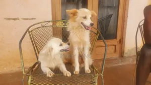 6-12 months Male Mixed Breed Japanese Spitz