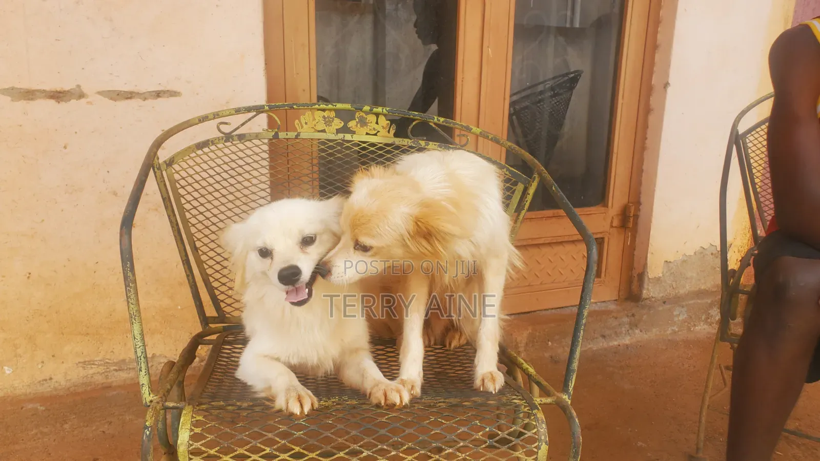 6-12 months Male Mixed Breed Japanese Spitz