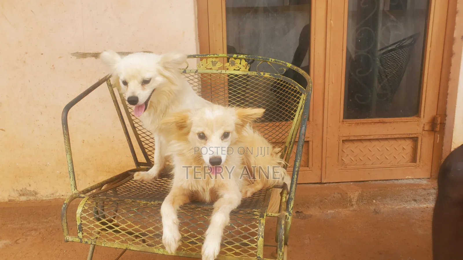 6-12 months Male Mixed Breed Japanese Spitz