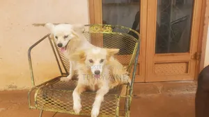 6-12 months Male Mixed Breed Japanese Spitz