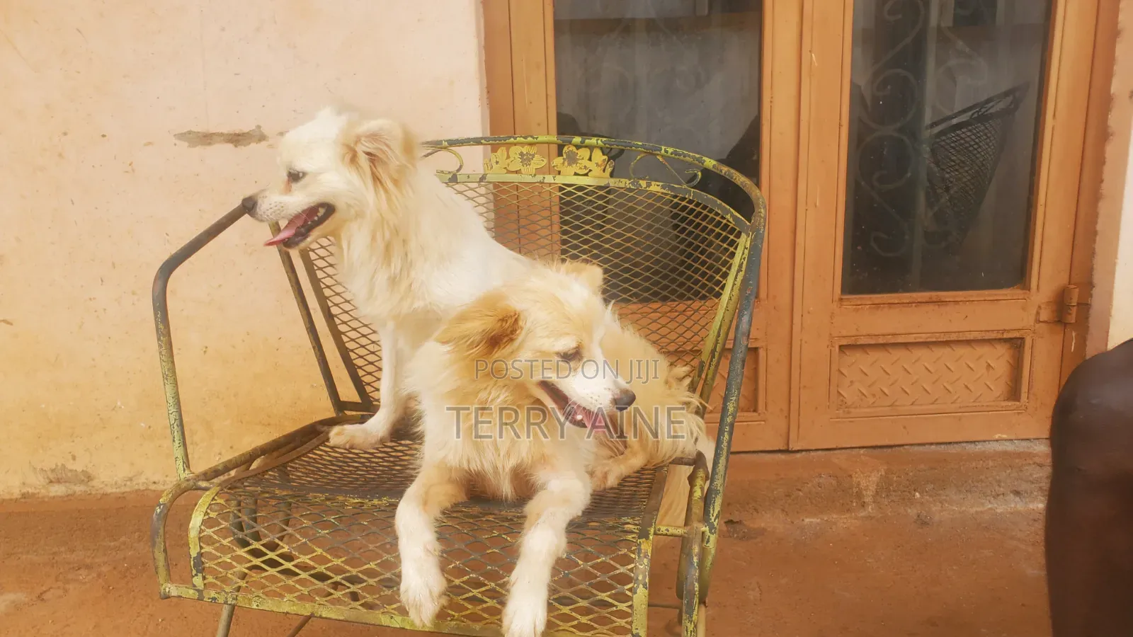 6-12 months Male Mixed Breed Japanese Spitz