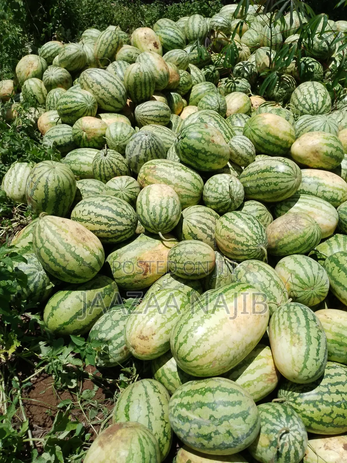 Watermelons