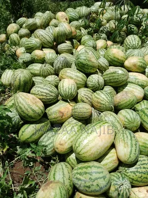 Watermelons