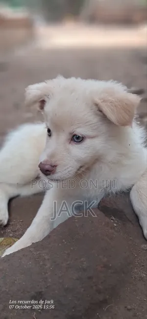 1-3 months Male Purebred Japanese Spitz