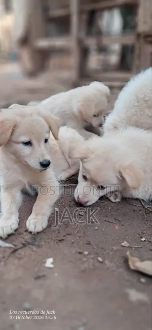 1-3 months Male Purebred Japanese Spitz