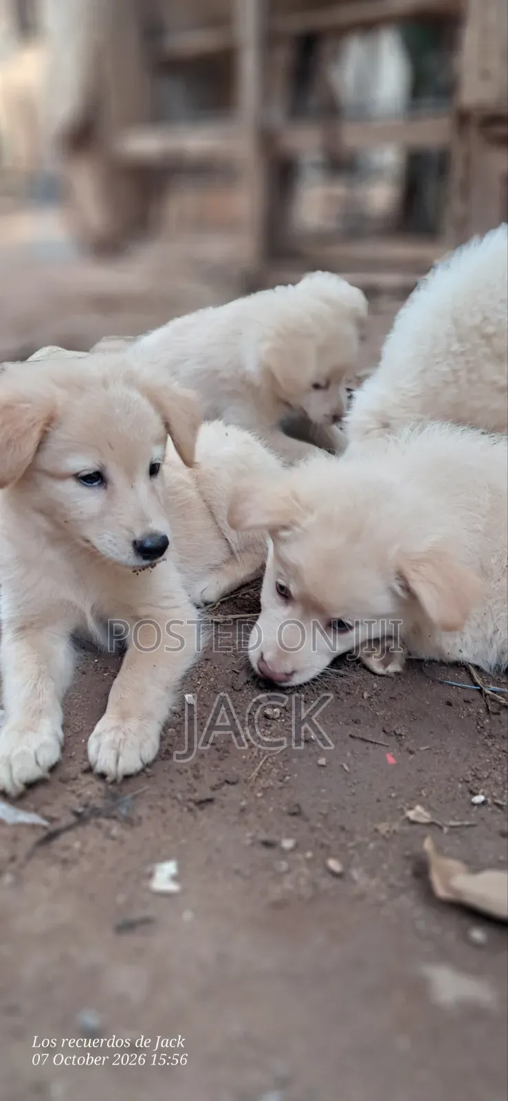 1-3 months Male Purebred Japanese Spitz
