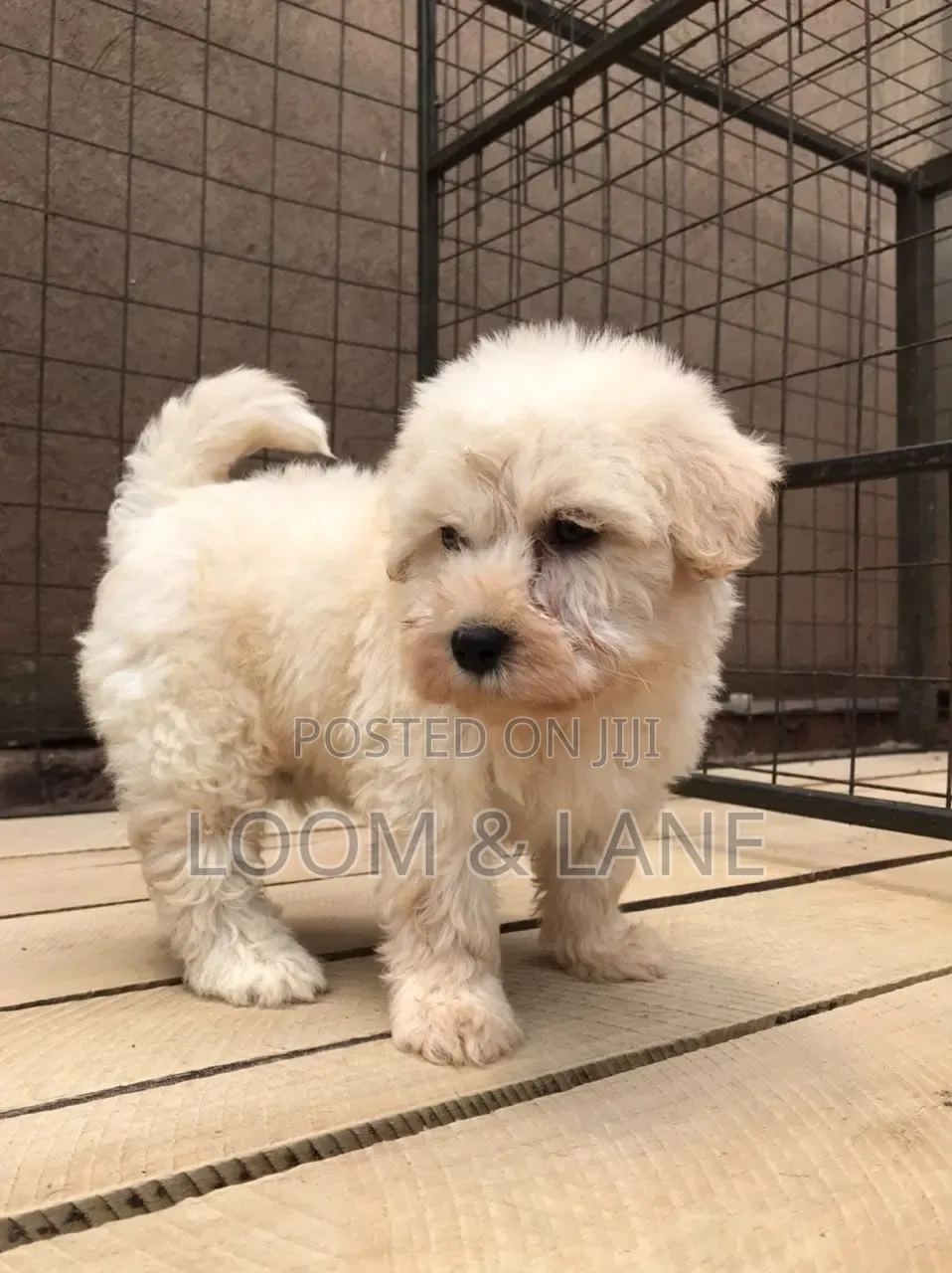 1-3 months Female Purebred Maltese