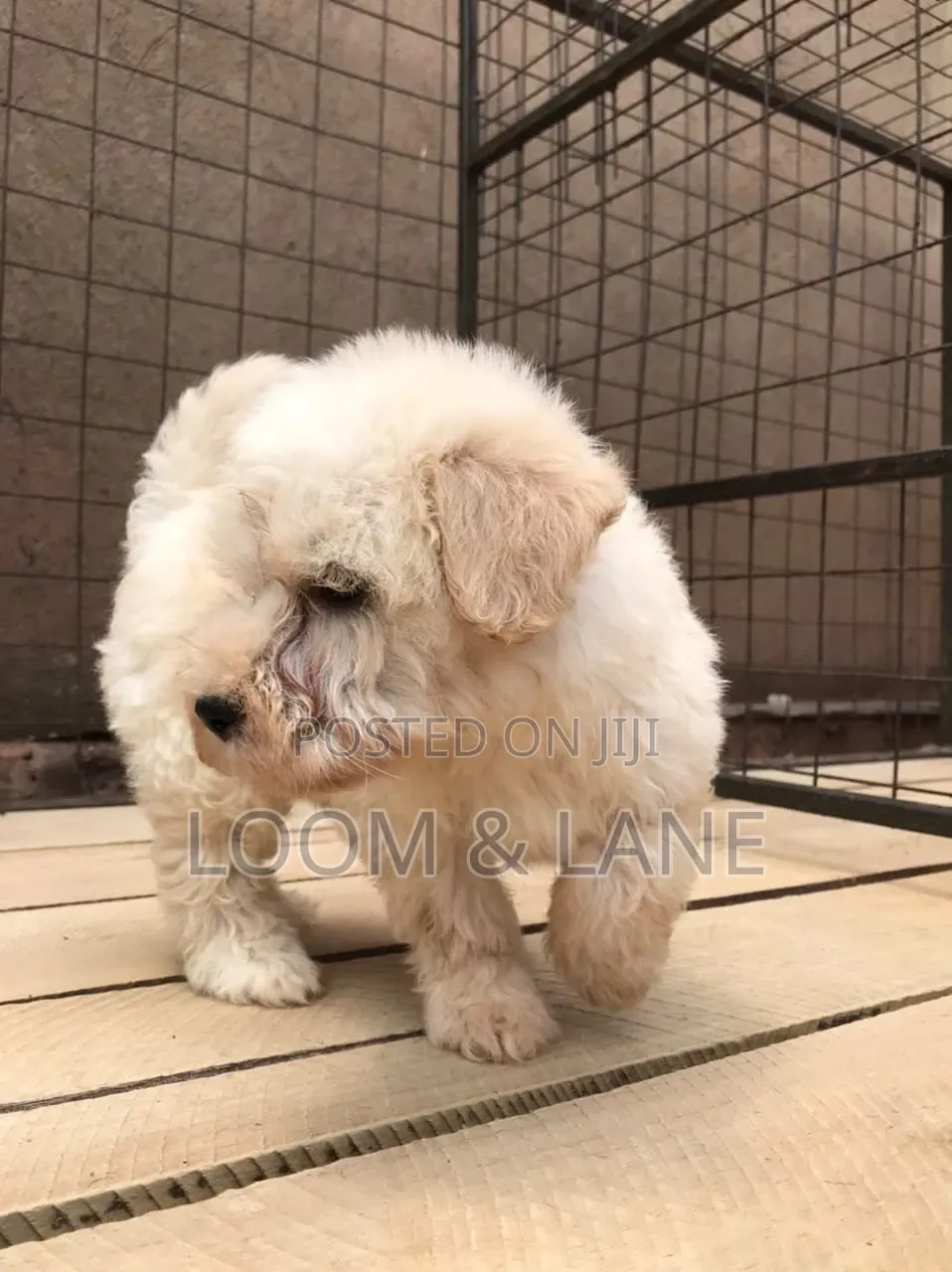 1-3 months Female Purebred Maltese
