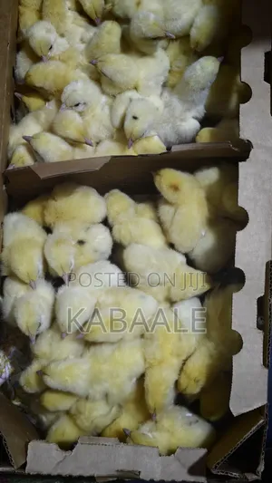 KB Poultry Breeders