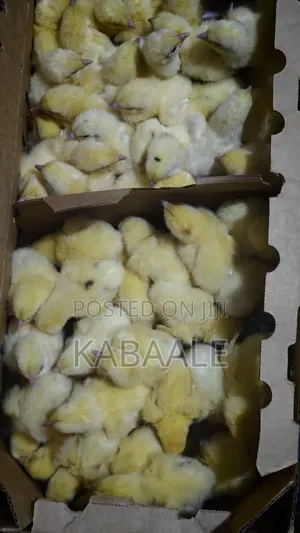 KB Poultry Breeders