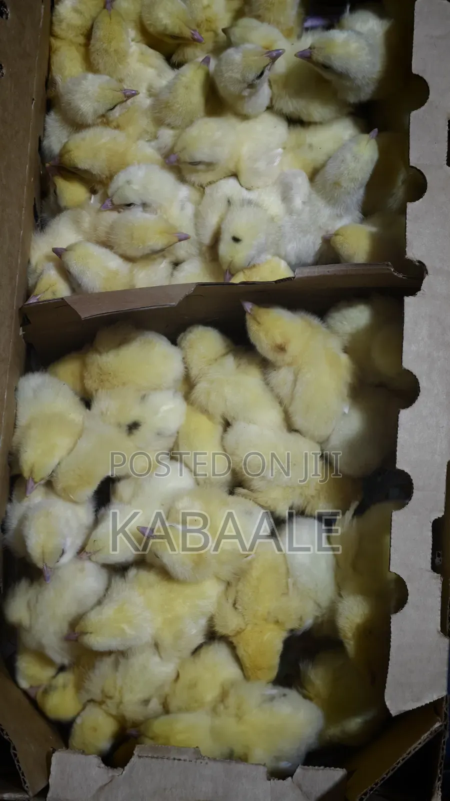 KB Poultry Breeders