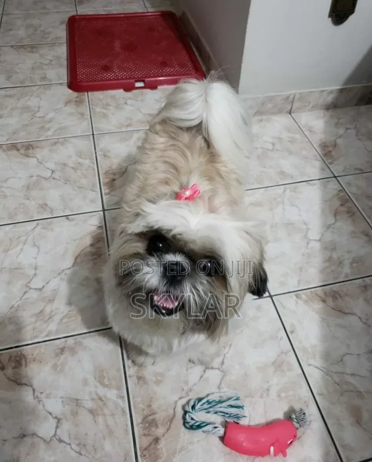 1-3 months Male Purebred Shih Tzu