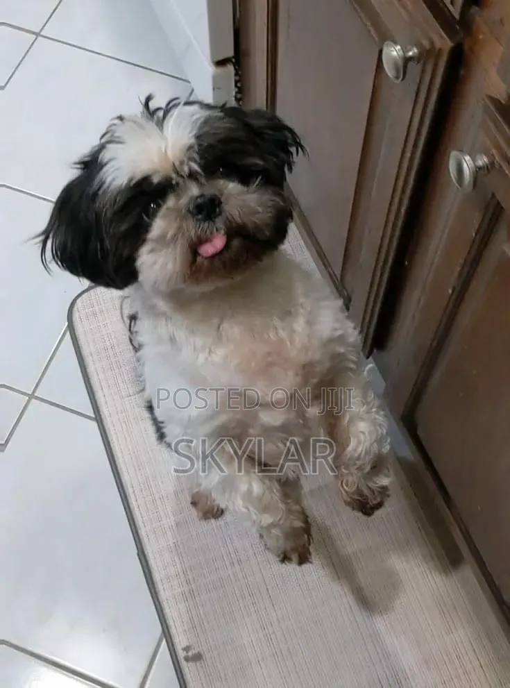 1-3 months Male Purebred Shih Tzu