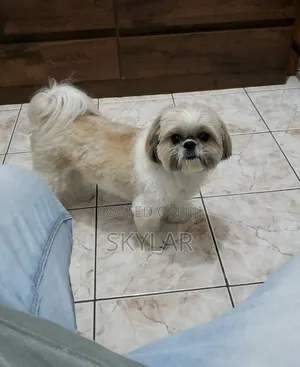 1-3 months Male Purebred Shih Tzu