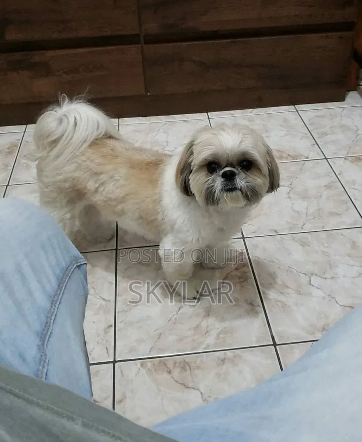 1-3 months Male Purebred Shih Tzu