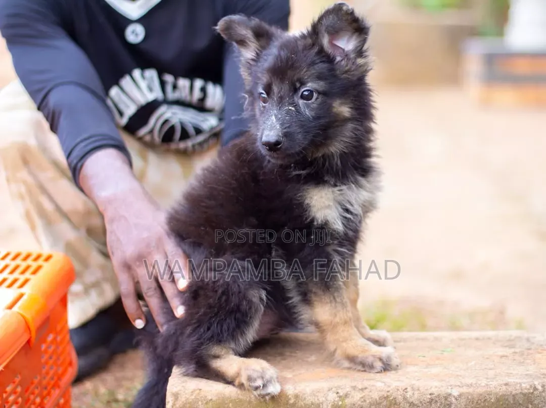 1-3 months Male Purebred German Shepherd