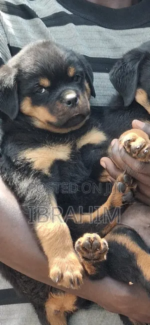 1-3 months Male Purebred Rottweiler