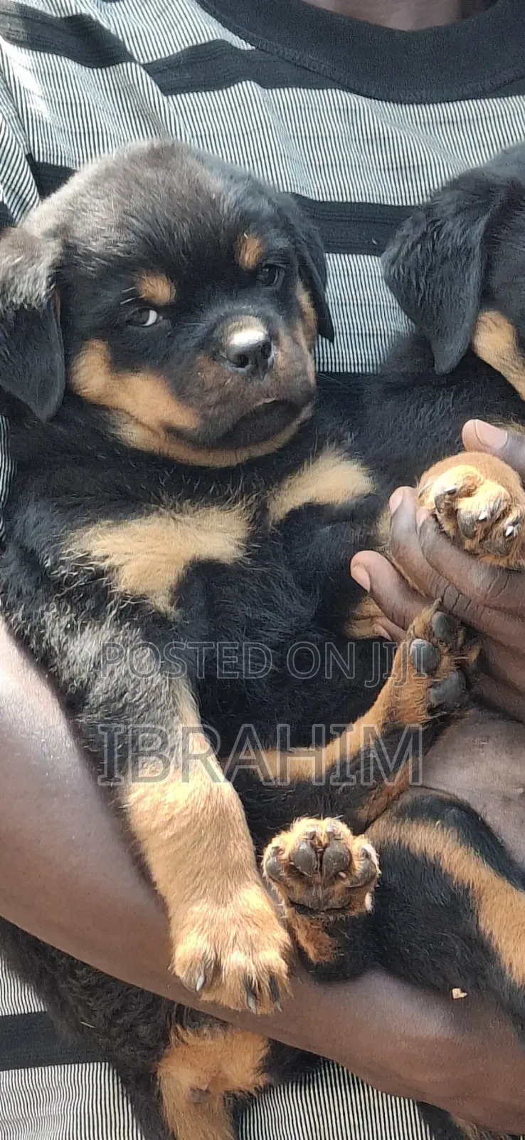 1-3 months Male Purebred Rottweiler