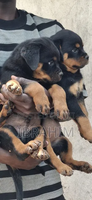 1-3 months Male Purebred Rottweiler