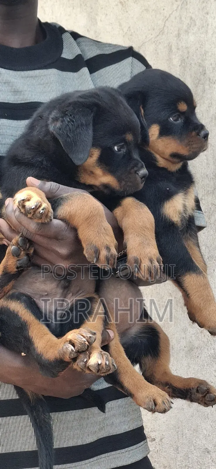 1-3 months Male Purebred Rottweiler