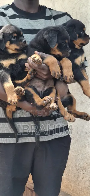 1-3 months Male Purebred Rottweiler