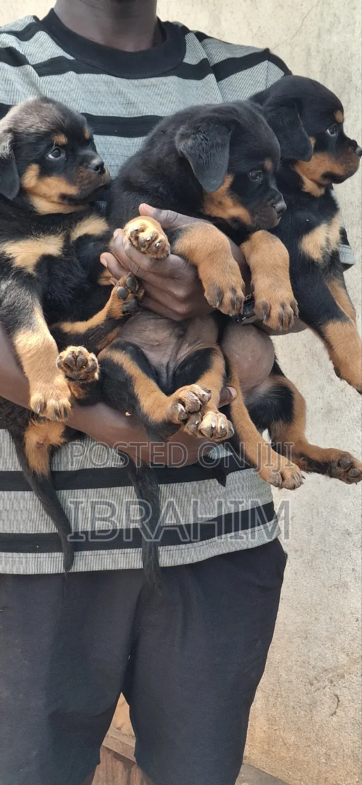 1-3 months Male Purebred Rottweiler