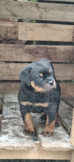 1-3 months Male Purebred Rottweiler