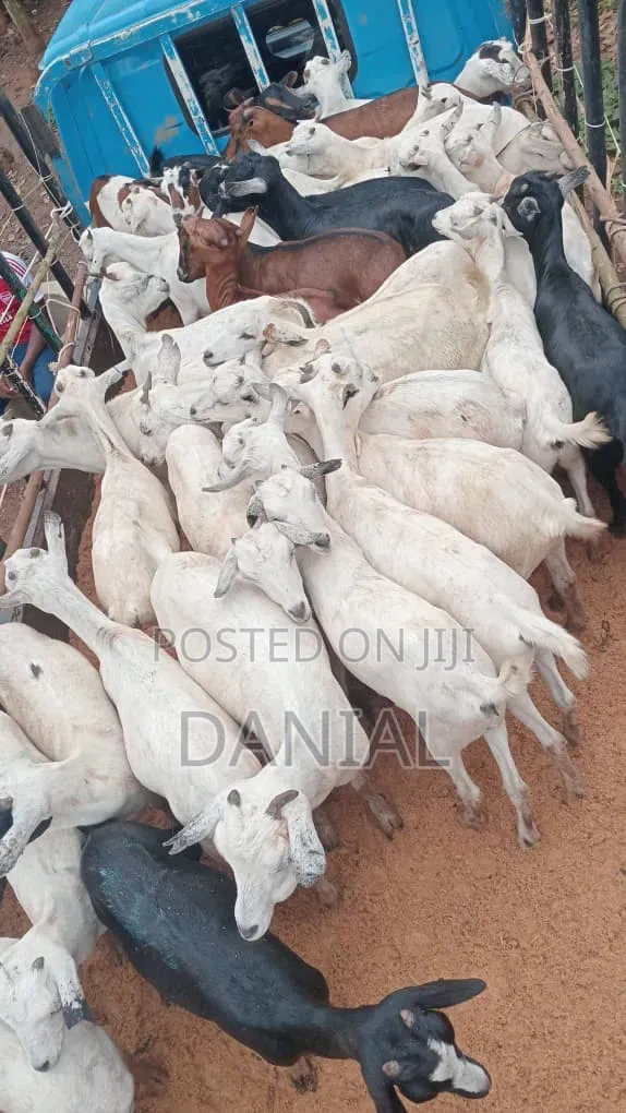 Goats for Breeding