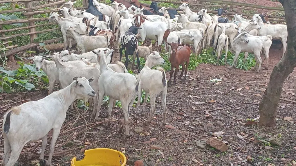 Goats for Breeding