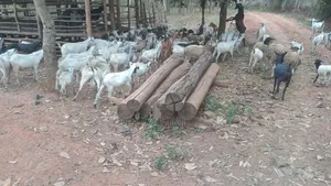 Goats for Breeding