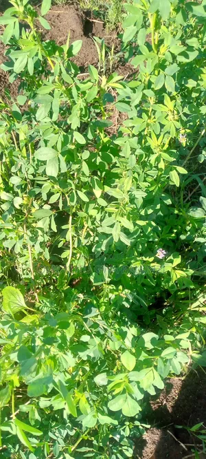 Premium Certified Alfalfa Seeds