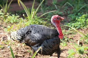 Giant Health Live Turkeys for Sale
