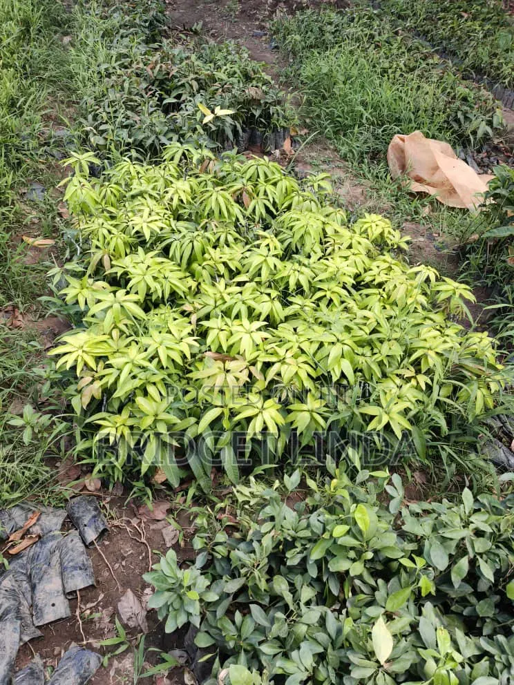 Agriculturalist