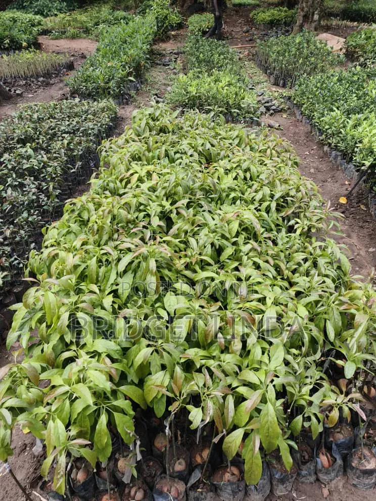 Agriculturalist