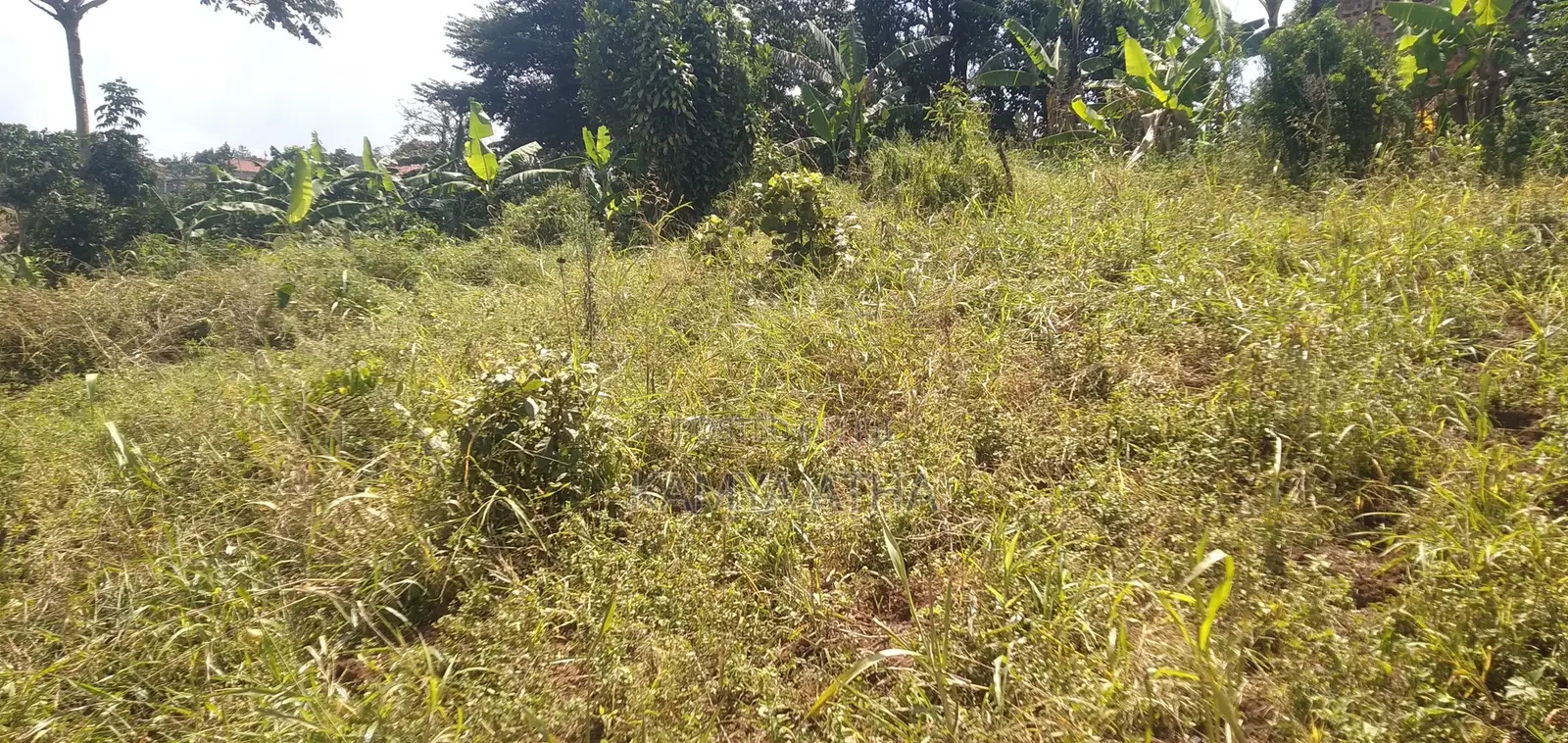 Land for Sale in Matugga 50 by 40ft 11millions Strategically Located A