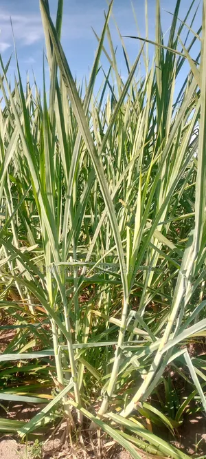 Super Napier Pakchongo Grass Cuttings