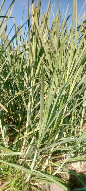 Super Napier Pakchongo Grass Cuttings