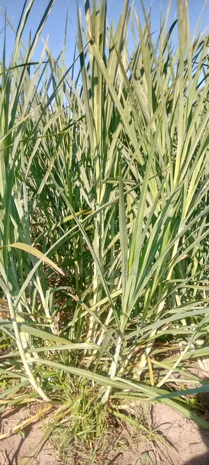 Super Napier Pakchongo Grass Cuttings